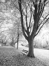 Beech Trees, Autumn