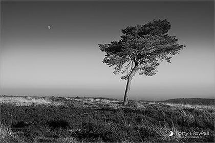 Quantock Hills