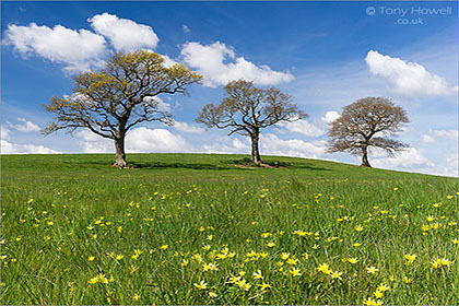 Oak Trees, Celandines