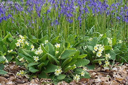 Primroses, Bluebells