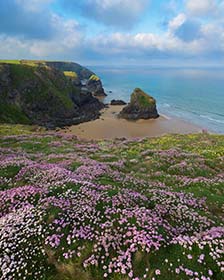 Bedruthan Steps, Thrift, Cornwall