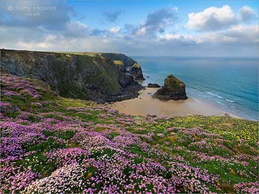 Bedruthan Steps, Thrift, Cornwall