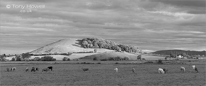 Nyland-Cows-Dawn-Somerset