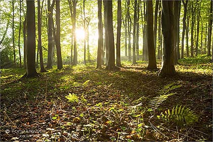 Beech Wood, Cleeve