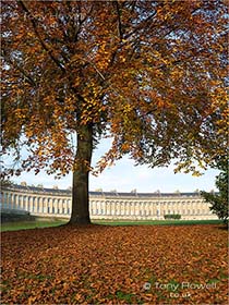 Beech-Tree-Royal-Crescent-Bath-AR476