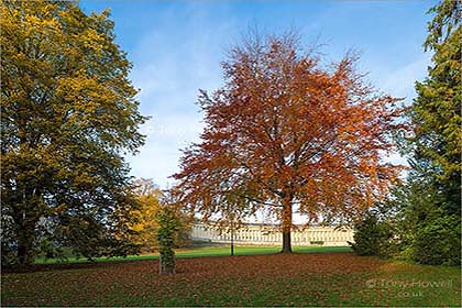 Beech-Tree-Royal-Crescent-Bath-AR477