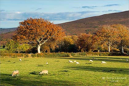 Beech-Tree-Sheep-Exmoor-Autumn-AR485