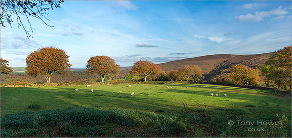 Beech-Tree-Sheep-Exmoor-Autumn-AR485