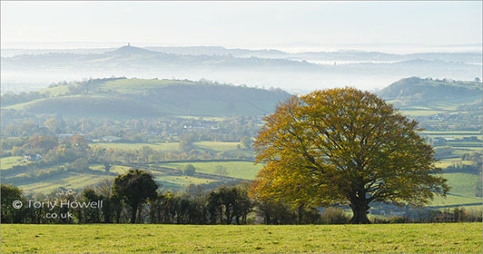 Glastonbury-Tor-Mist-Beech-Tree