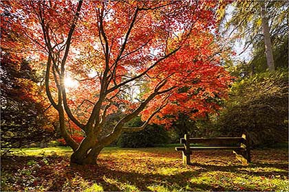 Japanese-Maple-Tree