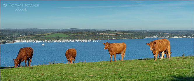 Cows-Mylor-Carrick-Roads-Cornwall