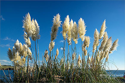 Pampas-Grass-Cortaderia-selloana