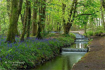 Bluebells-Tehidy-Woods-Cornwall