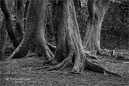 Trees-Tehidy-Woods-Cornwall