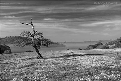 Oak-Tree-Trelissick-Cornwall