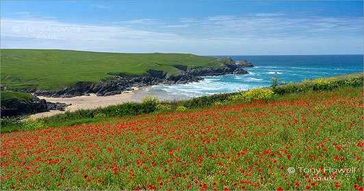 Poppies-Polly-Joke-Beach-Cornwall