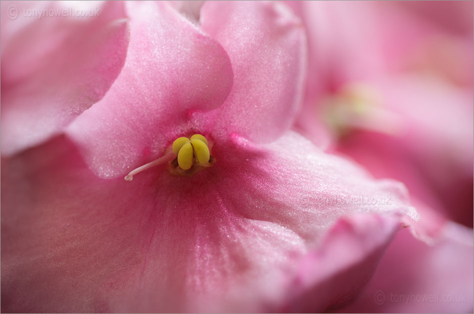 African Violet