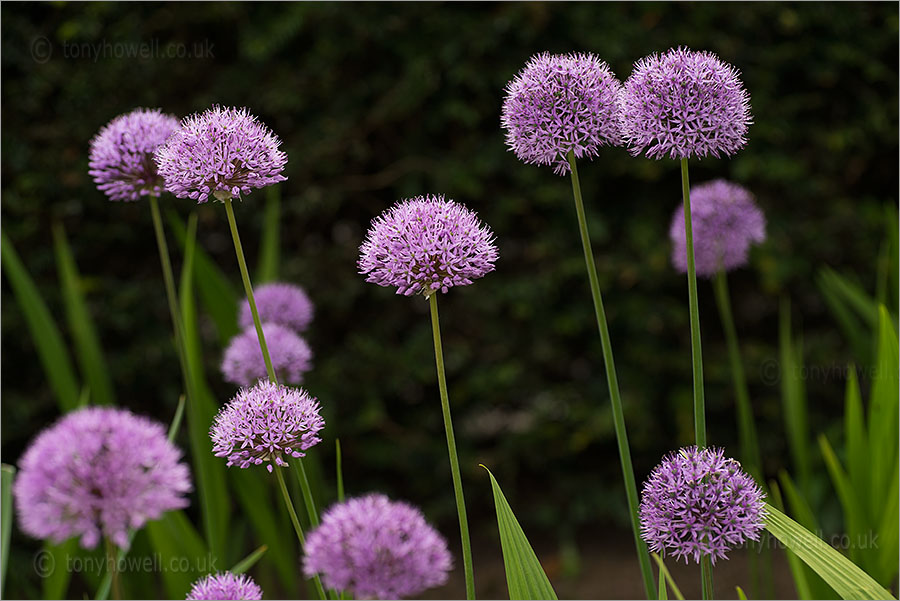 Allium