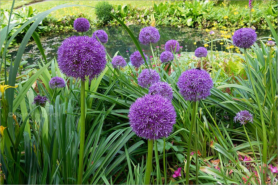 Allium