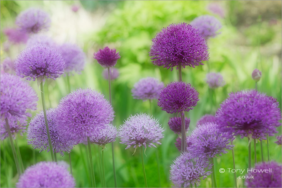 Allium (soft focus)