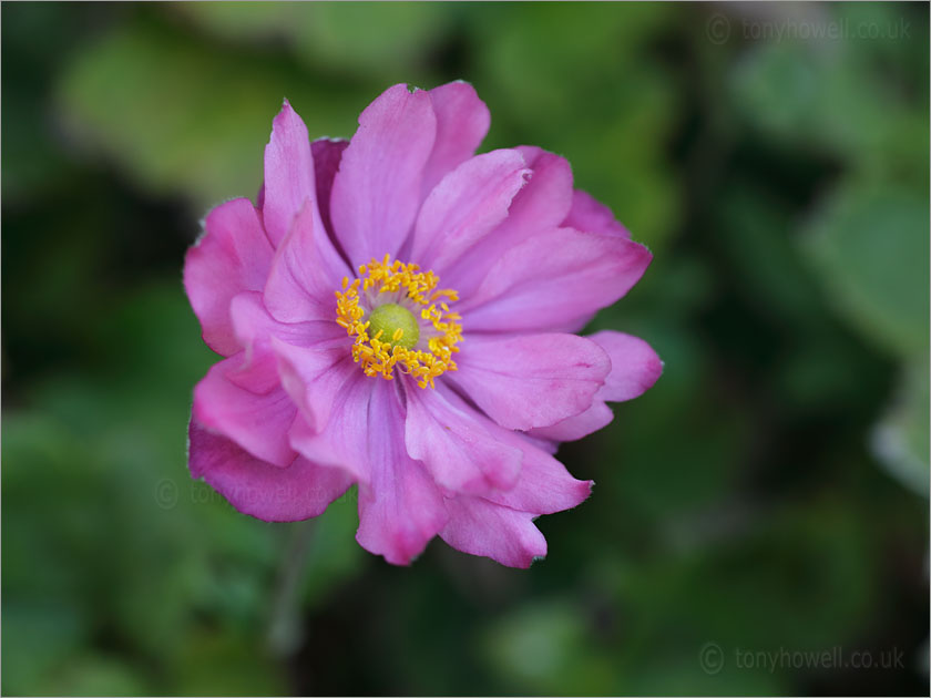 Anemone Pretty Lady Julia