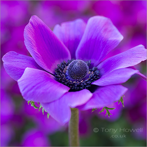 Anemone coronaria De Caen