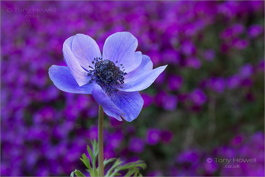 Anemone coronaria De Caen