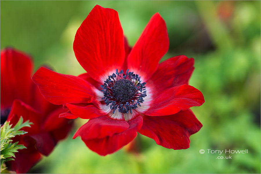 Anemone coronaria De Caen