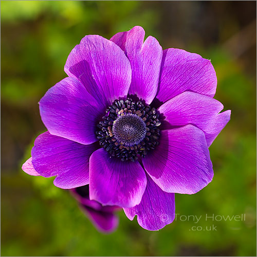 Anemone coronaria De Caen