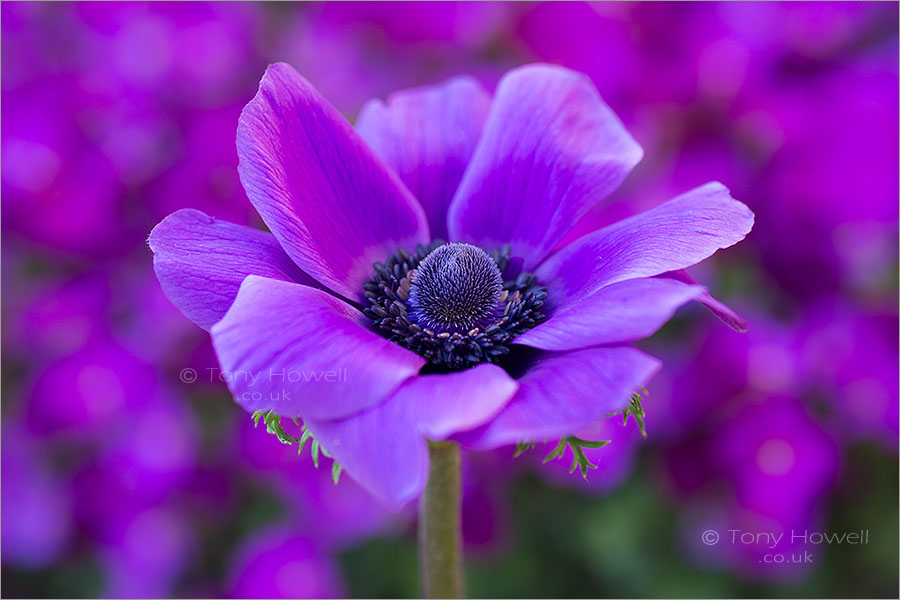 Anemone coronaria De Caen