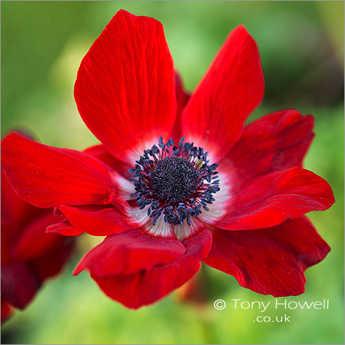 Anemone coronaria De Caen