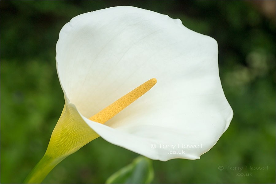 Arum Lily