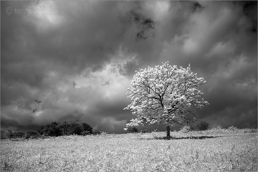 Ash Tree Infrared