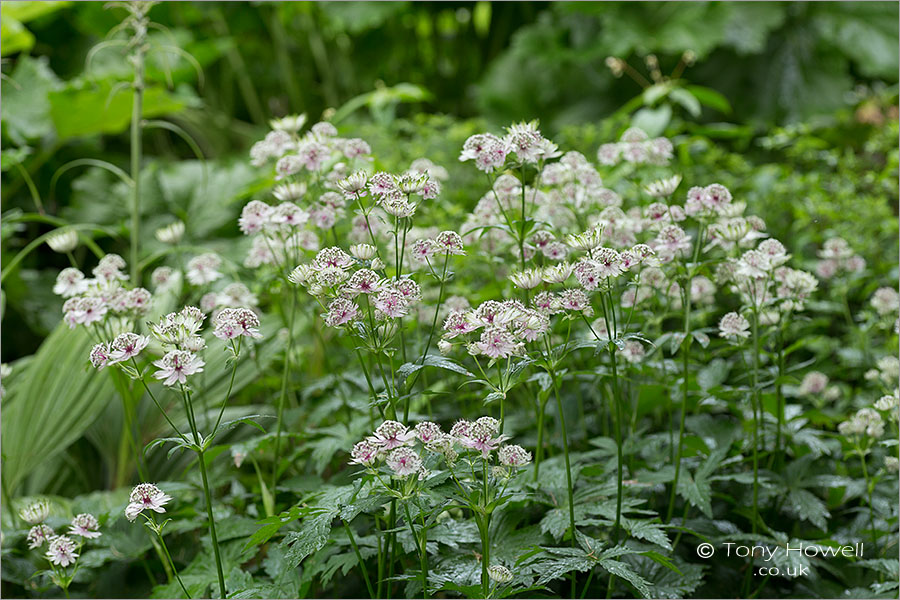 Astrantia major Masterwort