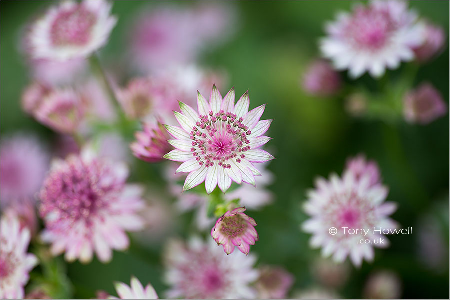 Astrantia major Masterwort