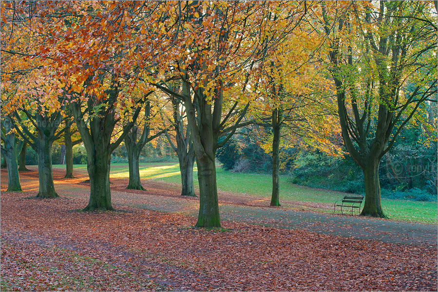 Beech Trees, The Downs
