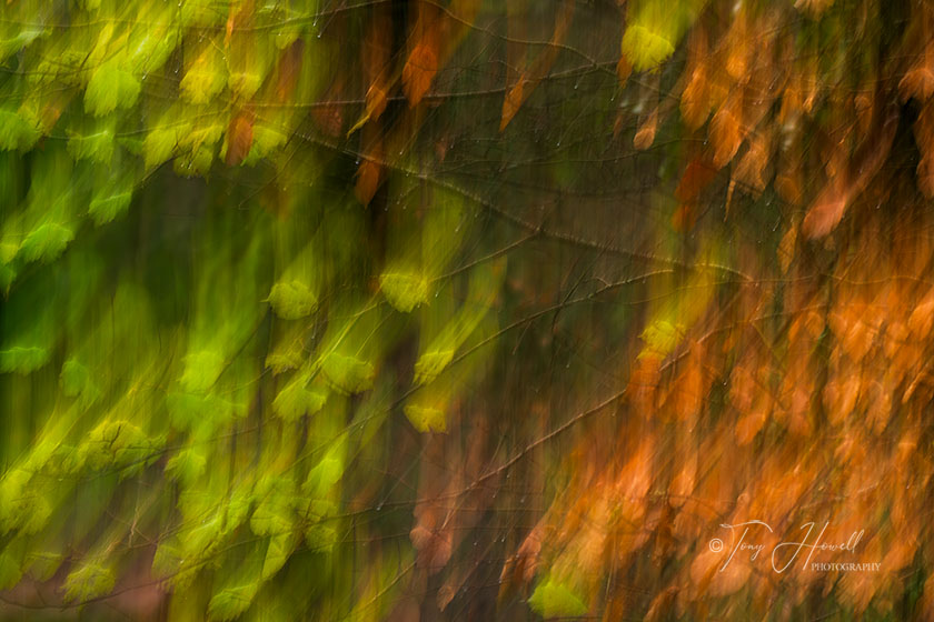 Autumn Leaves, ICM (Intentional Camera Movement), Golitha-Falls