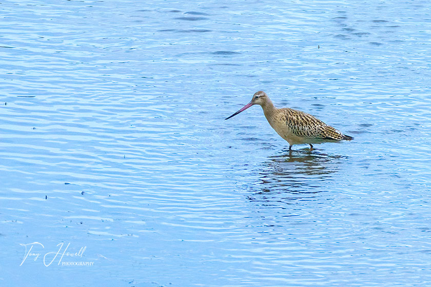 Bar-Tailed Godwit, Hayle Estuary