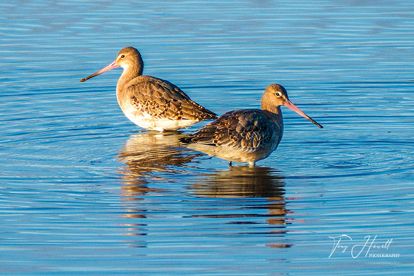 Bar Tailed Godwits, Hayle
