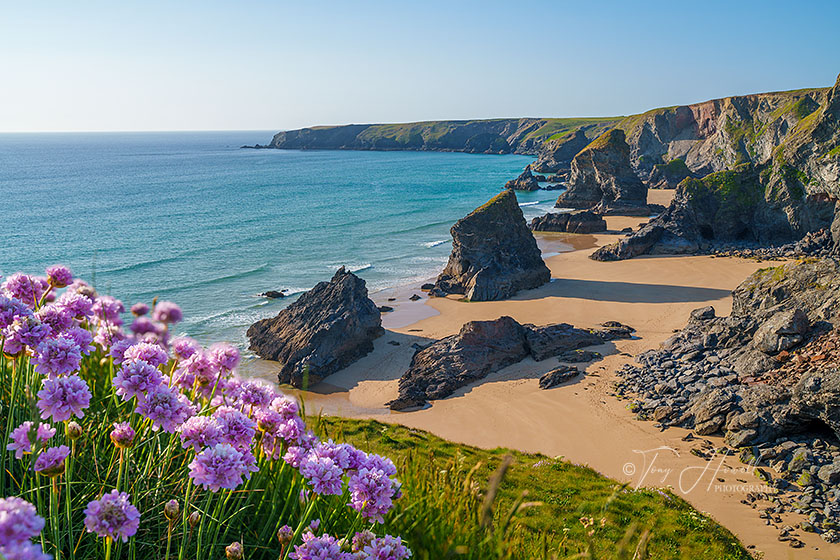 Bedruthan Steps, Sea Pinks