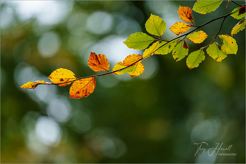 Beech Leaves, Golitha Falls