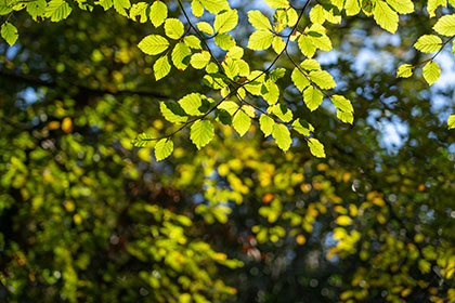 Beech-Leaves-Tehidy-Woods-Cornwall-AR2234