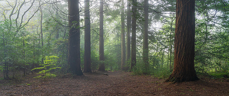 Beech Tree, Idless Woods