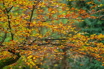 Beech-Tree-Leaves-Golitha-Falls-Cornwall