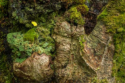 Beech-tree-Luxulyan-Valley-Cornwall