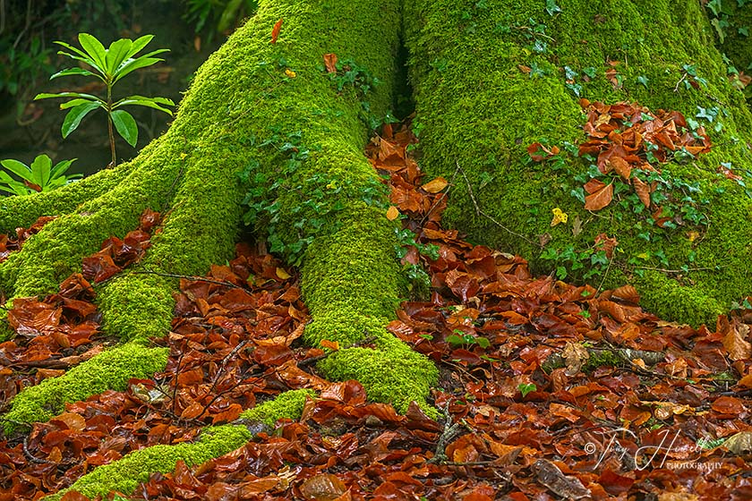 Beech Tree, Luxulyan Valley