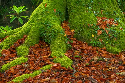 Beech-tree-Luxulyan-Valley-Cornwall