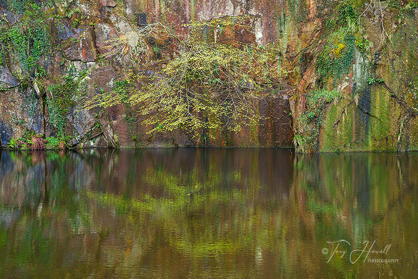 Beech Tree, Quarry, Kennall Vale