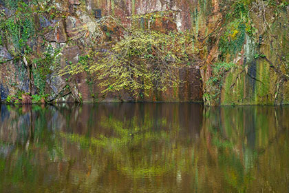 Beech-Tree-Quarry-Kennall-Vale-Cornwall