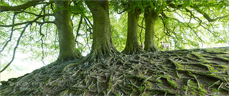 Lambs, Beech Tree Roots